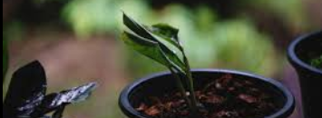 Smart Plant project thumbnail